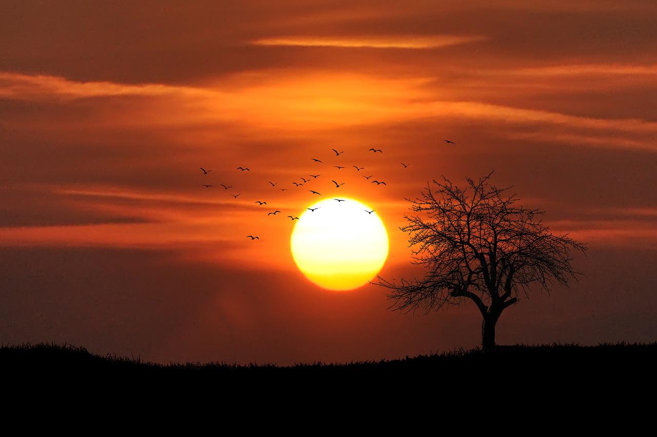 sunset, tree, silhouettes-742744.jpg